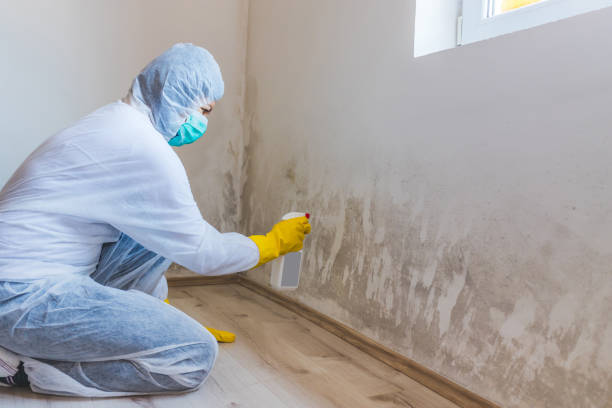 Licensed Basement Mold Remediation service in Woodland, PA - Mold Remediation HQ