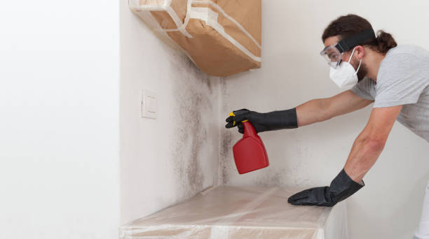 Professional Basement Mold Remediation technician working in Woodland, PA