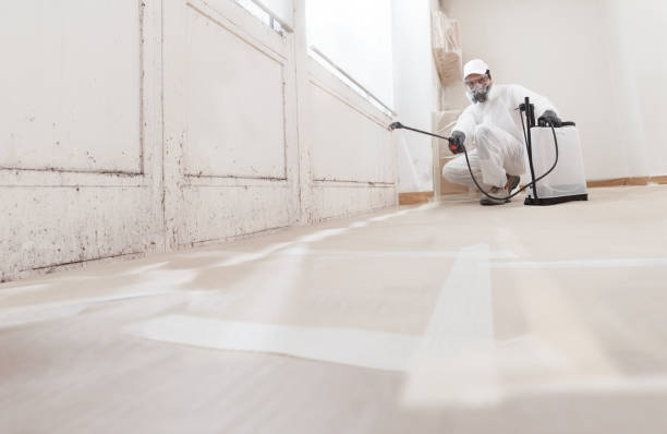24/7 Emergency Basement Mold Remediation experts in Woodland, PA