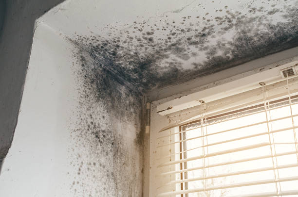 Affordable Basement Mold Remediation solutions in Woodland, PA