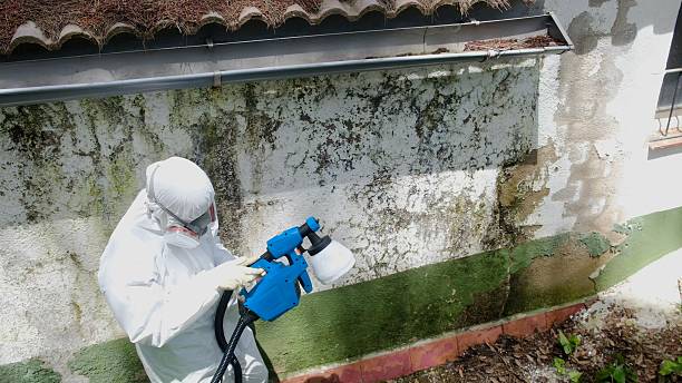 Top rated local Basement Mold Remediation specialists in Woodland, PA